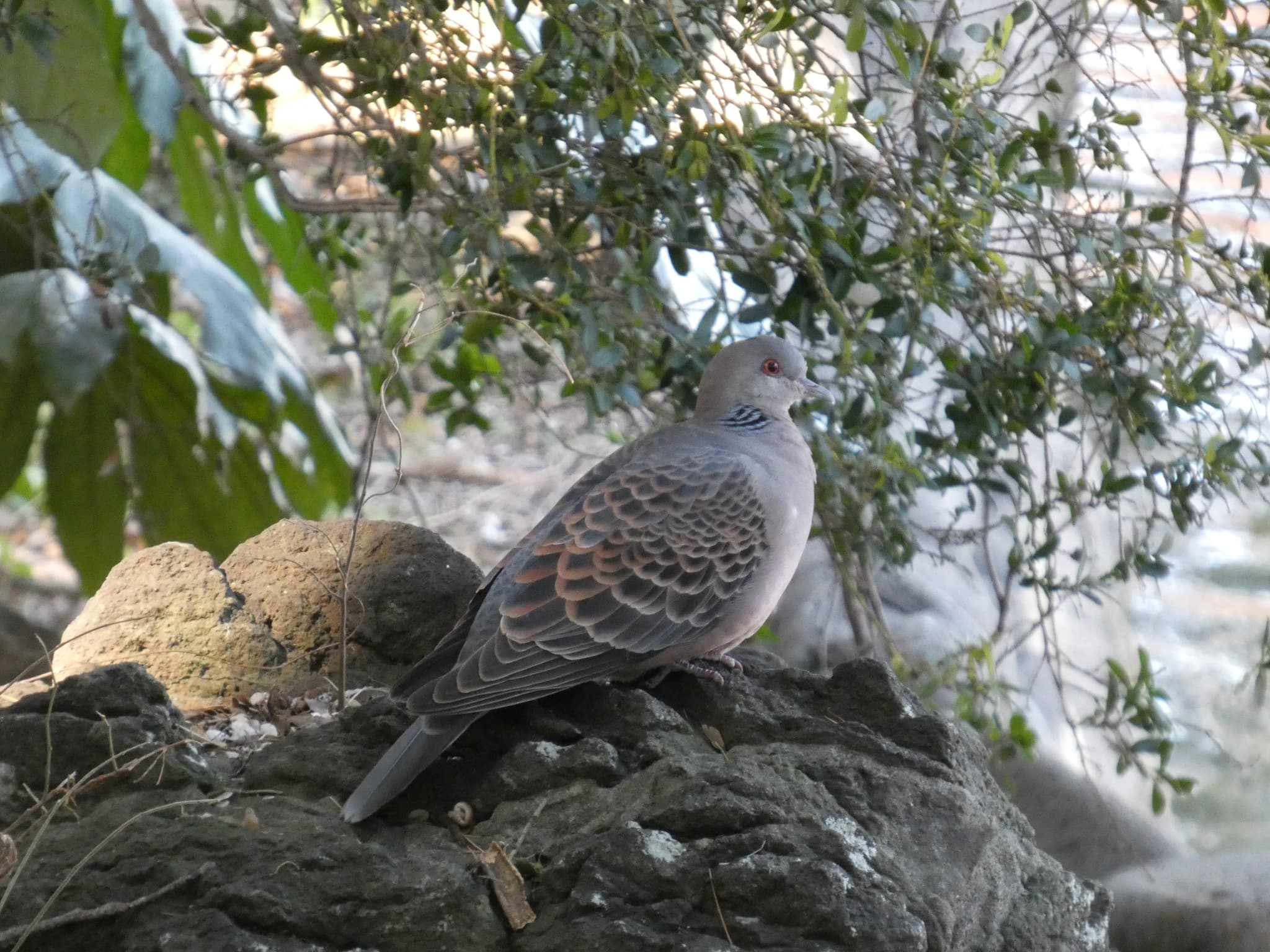 Streptopelia orientalis02